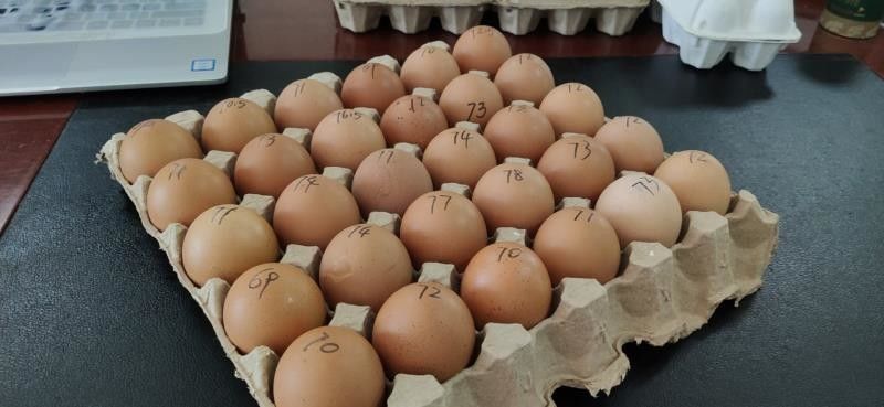 Küçük Ölçekli 2000 adet Kağıt Yumurta Tepsisi hamuru yumurta kartonu Makinesi Şekillendirme
